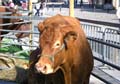 fetedelaviande20070915032