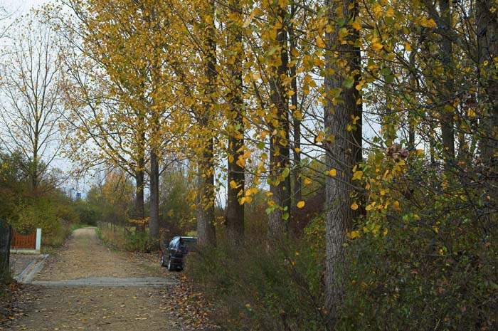 elsenbrich200510007