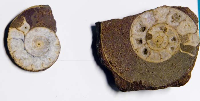 collectionraymonduhres200706 043