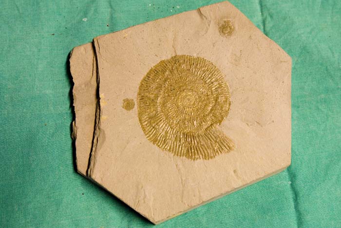 collectionraymonduhres200706 062
