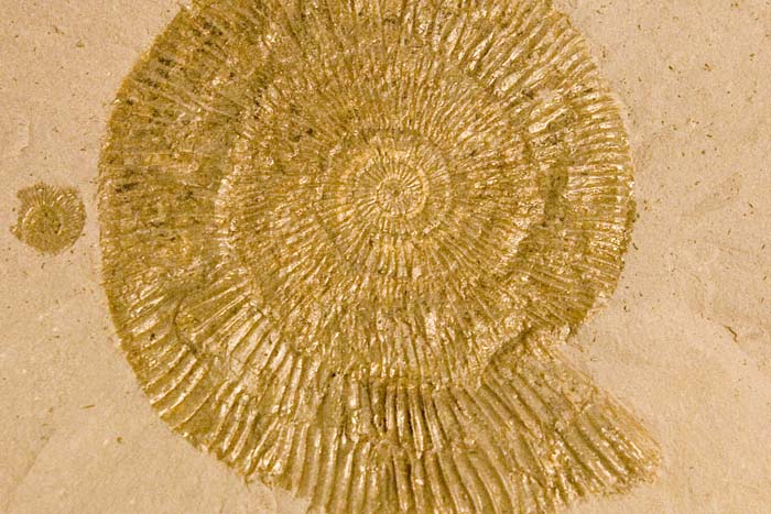 collectionraymonduhres200706 115