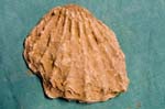 collectionraymonduhres200706 015