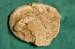 collectionraymonduhres200706 021