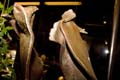 bambardella20070302-39