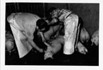 Abattoir 10
