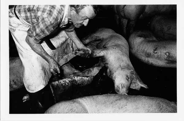 Abattoir 11