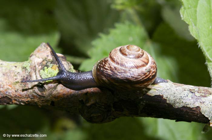 dagandernatur200705004