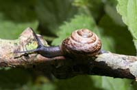 dagandernatur200705004