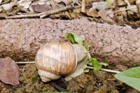 dagandernatur200705130