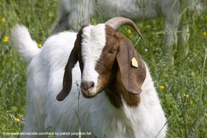 20080601endagandernatur017