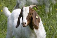 20080601endagandernatur017