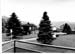 insenborn 1996 06