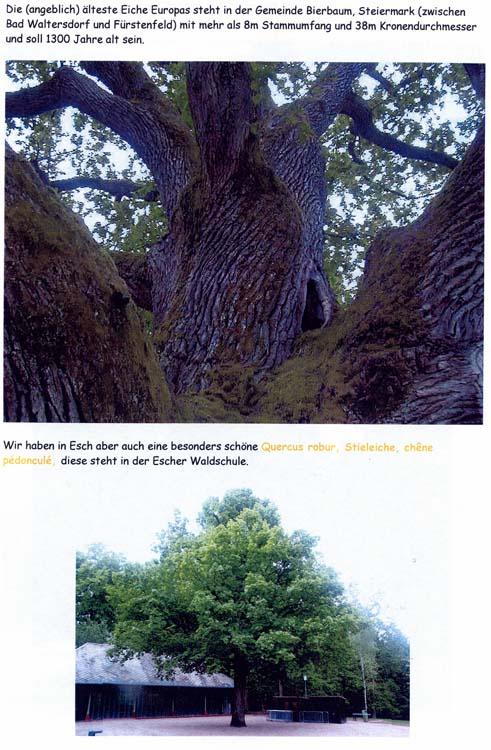 trees200503023