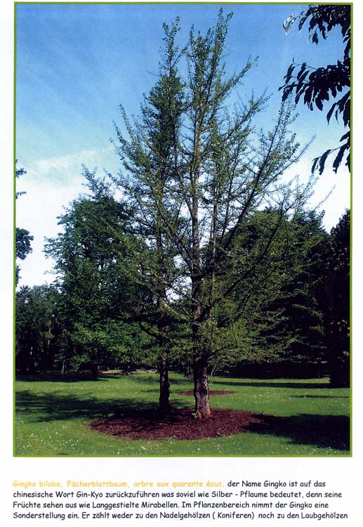 trees200503025