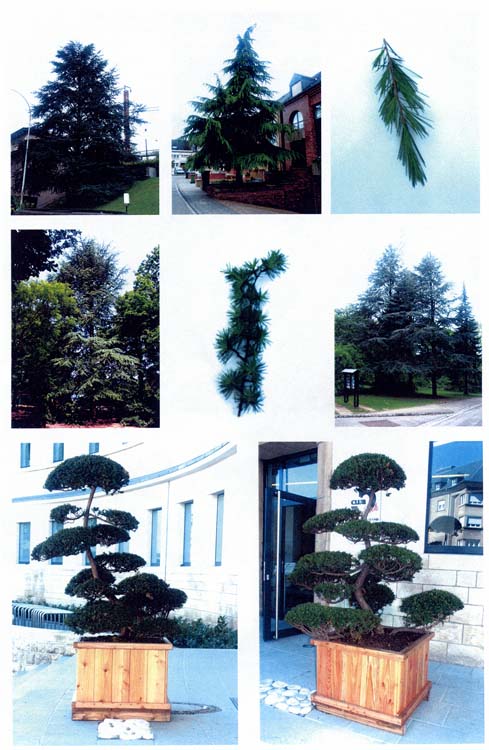trees200503035