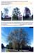 trees200503005