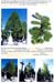 trees200503006