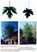 trees200503017