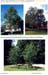 trees200503022