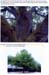 trees200503023