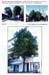 trees200503030