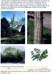 trees200503034