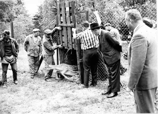 Arrivee animaux 1962 06