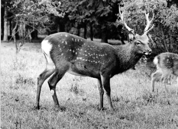 Tiergehege 1963 02