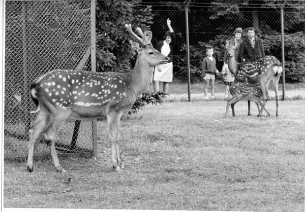 Tiergehege 1963 03