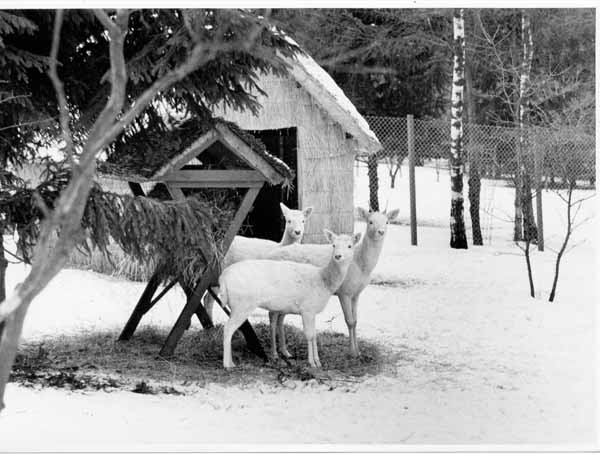 Tiergehege 1963 04