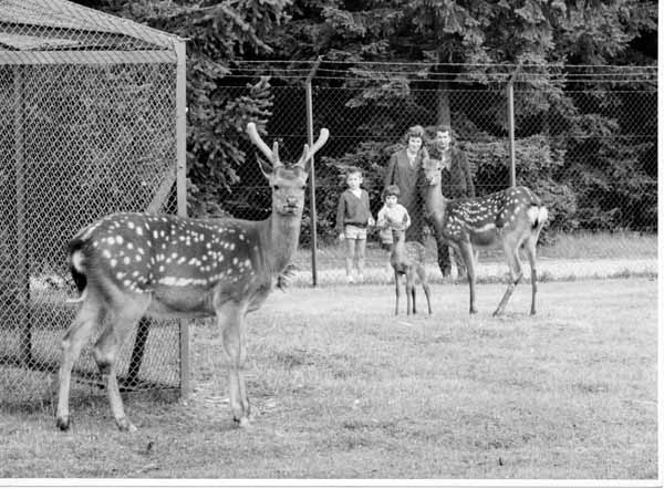 Tiergehege 1963 05