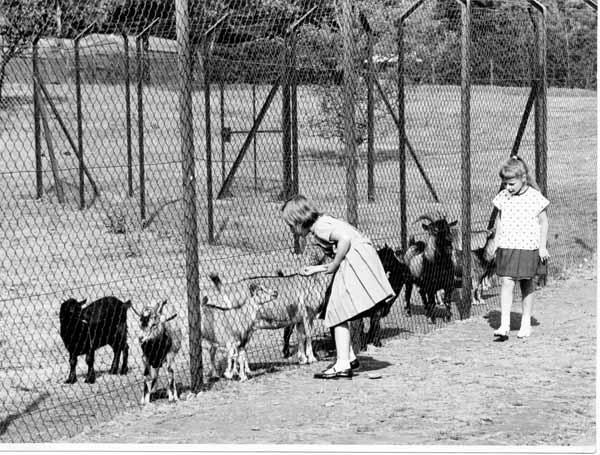 Tiergehege 1963 14
