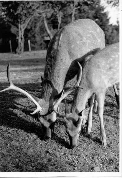 Tiergehege 1965 01