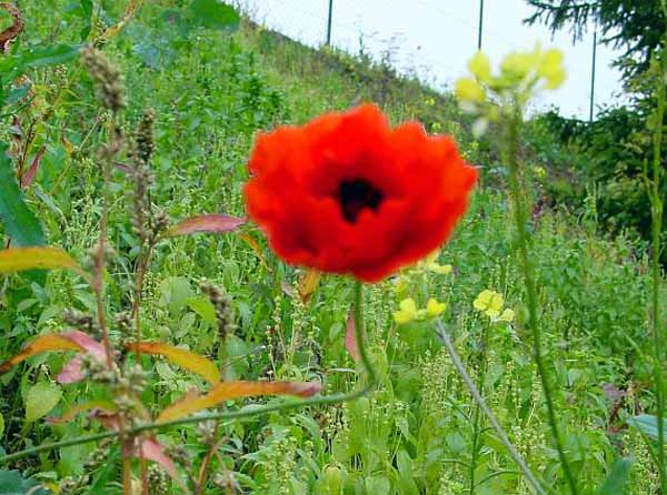galgenberg2003 (23)