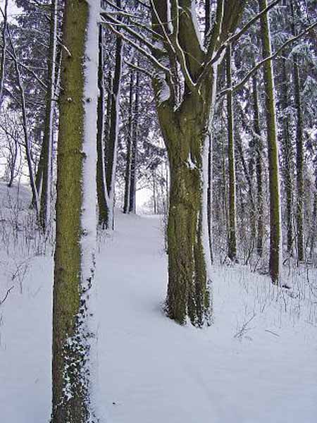 galgenberg2003 (26)