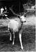 Tiergehege 1963 06