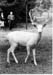 Tiergehege 1963 10