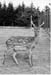 Tiergehege 1963 13
