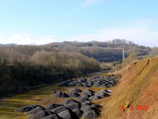 Burbacher Lach 1