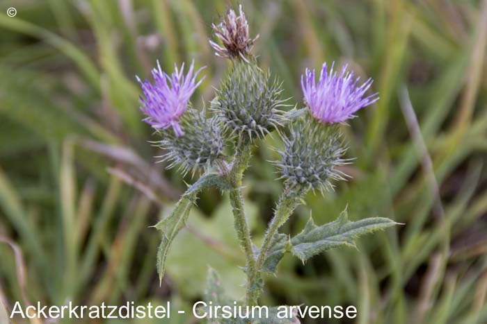 Ackerkratzdiestel          20070906