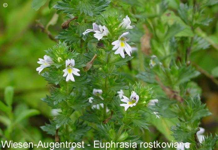 Augentrostwiesen       20070906