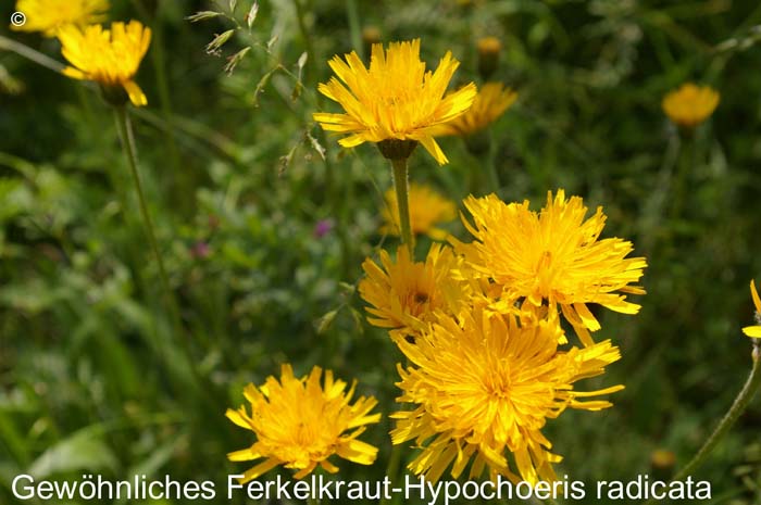 Ferkelkraut                   20070906