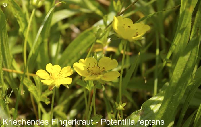 Fingerkraut                   20070906