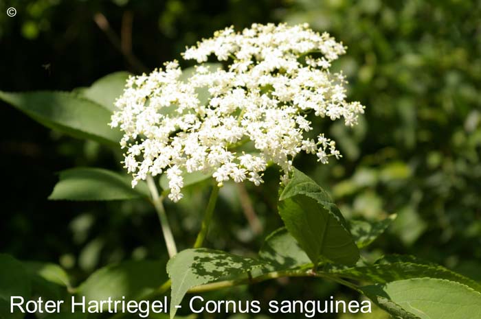 Hartriegelroter       20070906