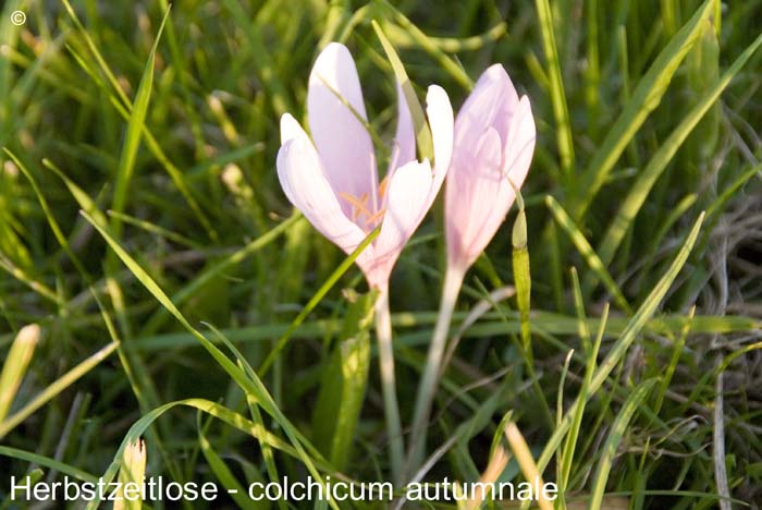 Herbstzeitlose               20070906