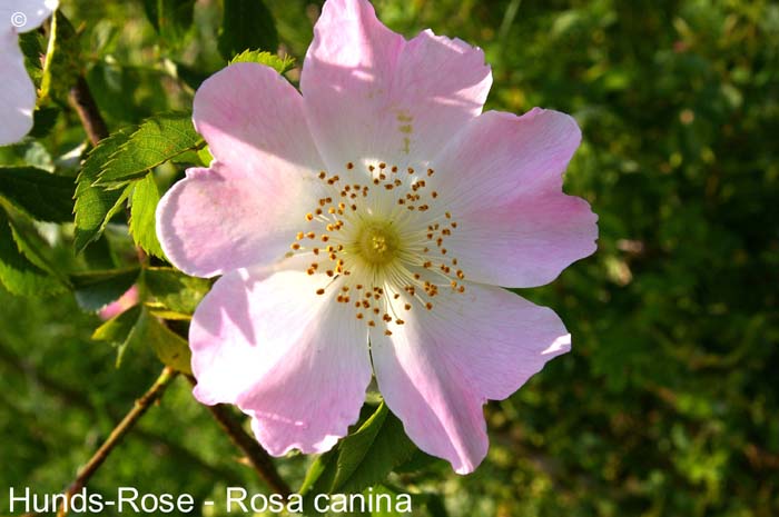 Hundsrose                     20070906
