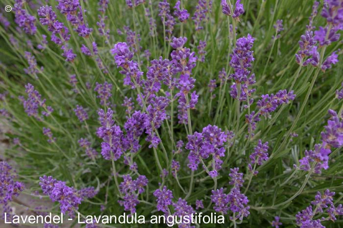 Lavendel                        20070906