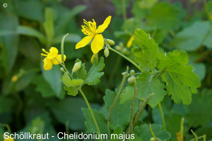 Schoellkraut                    20070906