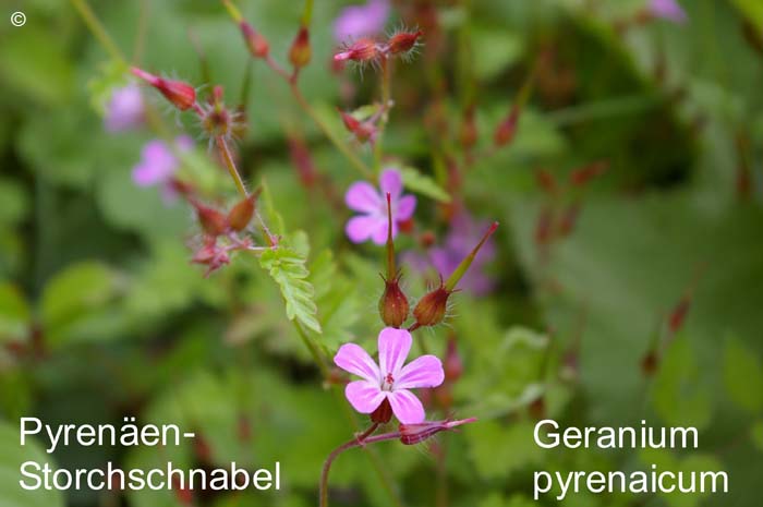 Storchschnabelpyrenaeen         20070906