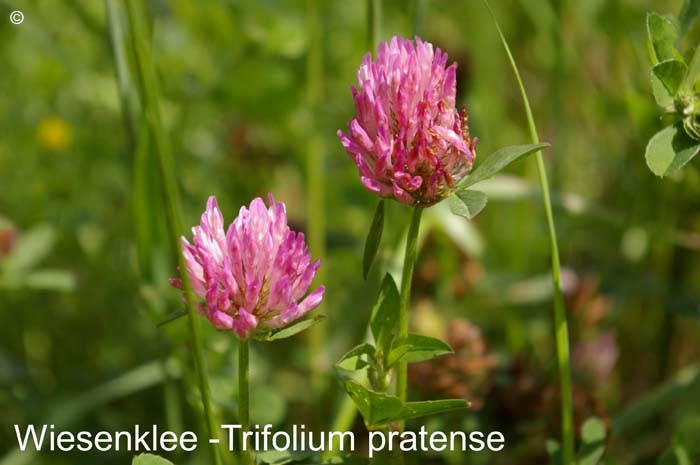 Wiesenklee            20070906